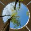 Looking up at tree branches extending through a circular opening in a concrete structure against a clear blue sky